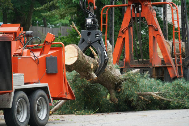 Best Tree Clearing Services  in USA